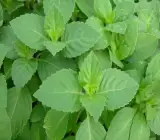 Ram Basil Plant