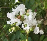 FRUSH FLOWERING PLANT(WHITE)