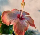 Austrian Hibiscus Grafted Flowers Plants