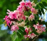 Cassia Grandis Plant – Pink Shower Tree Live Flowering Plant