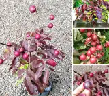 RUBI RANGHON FRUIT PLANT