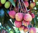 All time Thai variety lychee Plants