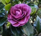 CAMELLIA FLOWERING PLANT(PURPLE)