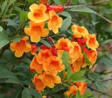 Tecoma Flowering PLANT( ORANGE)