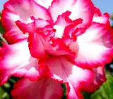ROSY VARIETY GRAFTED ADENUM