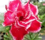 ROSY VARIETY GRAFTED ADENUM