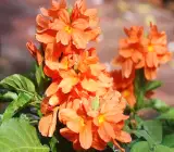 CROSSANDA FLOWERING PLANT