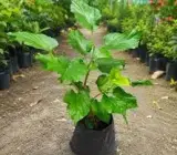 Chiang Mai 60 Mulberry Live Plant – Sweet & Juicy Premium Mulberry Fruit Plant