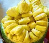 Gumless Jackfruit Grafted Hybrid Fruit Plant – Premium Low-Latex Jackfruit Live Plant