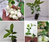 White Jamun Grafted Fruit Plant - Rare & Premium Variety