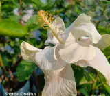 Austrian hibiscus- Grafting Plants( white Thoka)