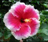 Austrian Hibiscus plant(WHITE AND RED SHADED)