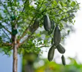 Australian finger lemon plant