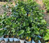 Austrian Hibiscus Flowers Plants (TIGER SHADE)