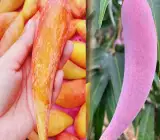 Chili Lajiao Mango Aam Grafted Fruit Plant