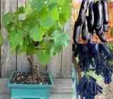 Moon Drop Grape Live Fruit Plant – Premium Sweet Black Grape Vine for Home Garden