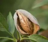 ALMONDS FRUIT PLANT