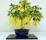 Amaltas Golden Shower Live Plant – Cassia Fistula Yellow Flowering Tree