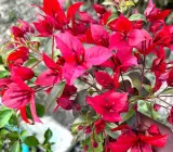 Rubi Red Bougainvillea