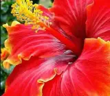 Austrilian hibiscus plant (YELLOW AND RED SHADED)