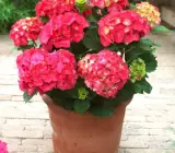 Hybrid Hydrangea FLOWERING plants(RED)