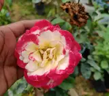 Hybrid Double-delight Rose plant