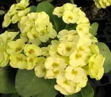 Euphorbia flowering plant(YELLOW)