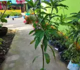 Alphonso Mango -Grafting Plant
