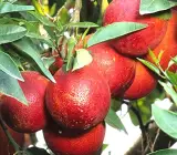 Red Lemon- Fruit Plants