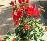 Chili orange bougainvellia plant