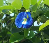 Nilkantha Flower Plant