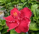 AMERICAN HIBISCUS PLANT(King size)