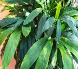 Indian Elachi Plant