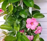 Mandevilla flowers plants(PINK)