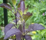 Krishna Basil Plant
