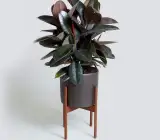 BLACK RUBBER PLANT