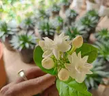 Arabian jasmine-(Bel ful)