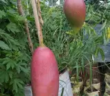 King of Chakapat mango Fruit plant