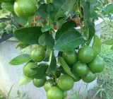 Vietnam all time malta plant