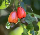 Kaju Plant Dwarf _ Grafted and Hybrid Plants