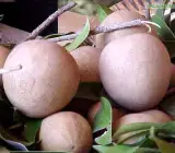 Sapota Cricket Ball ( Grafting ) - Plant
