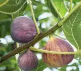 FIVE FINGERS FIG PLANT