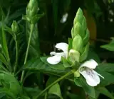 Ram Basak Plant