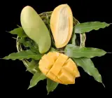Doc Mai mango- GRAFTING FRUIT plant