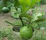 Thai KG Guava -Fruit Plants