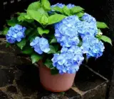 PRIMULA OBCONICA FLOWERING PLANT(VIOLET)