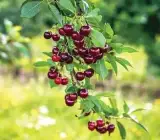 Kashmiri Sweet Red Cherry Grafted Fruit Plant – Premium Live Plant