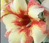Adenum Rose Variety Graftied Plant