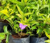 YESTERDAY TODAY TOMORROW FLOWERING PLANT