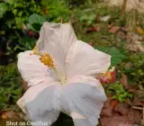 Australia hibiscus flowers plants(white)